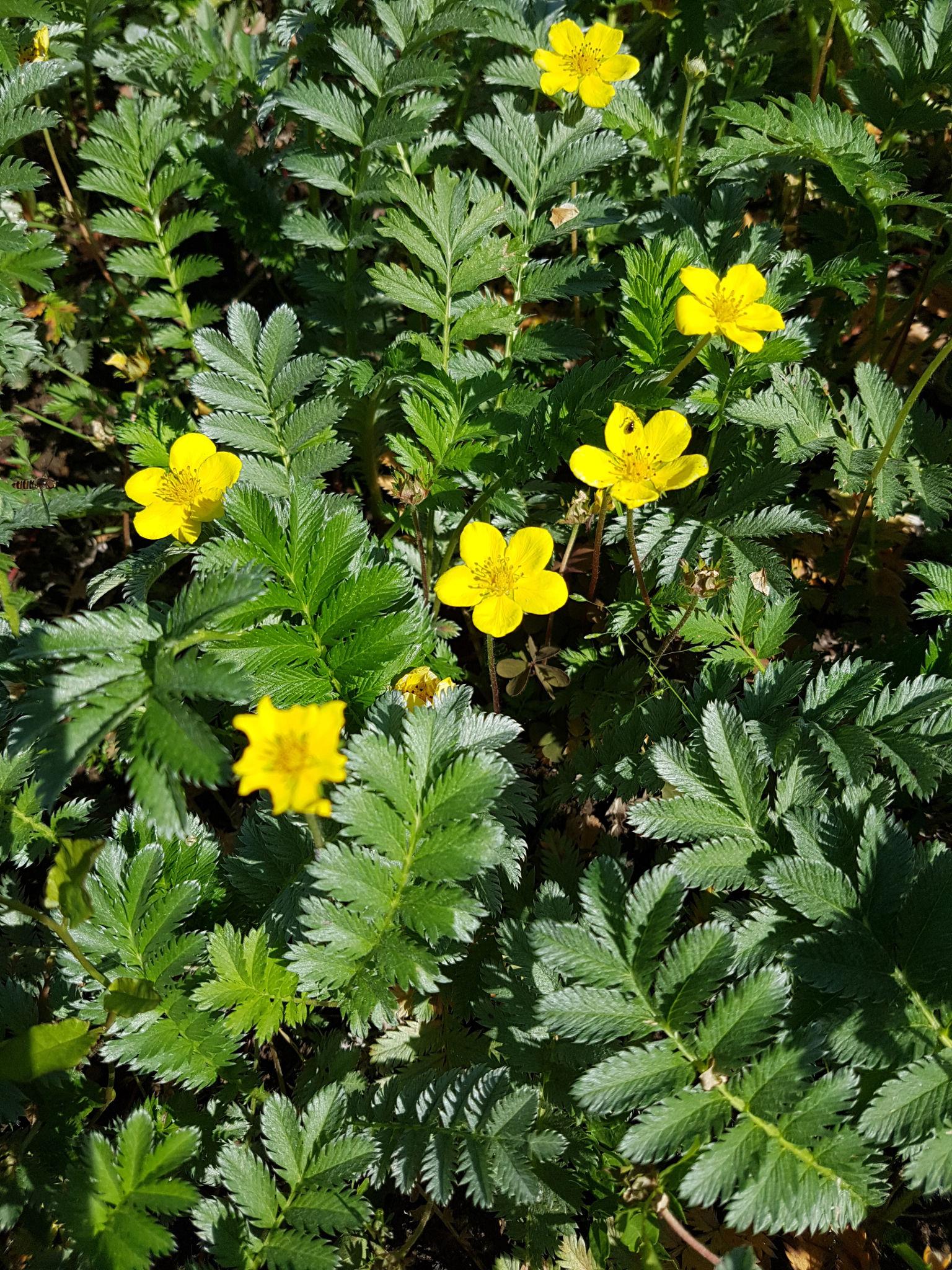 Gänsefingerkraut (Potentilla anserina)